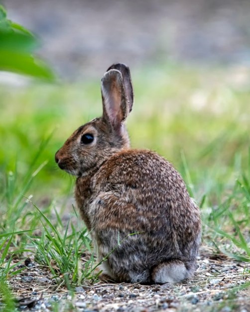 Mammals – Ewyas Harold Common Trust